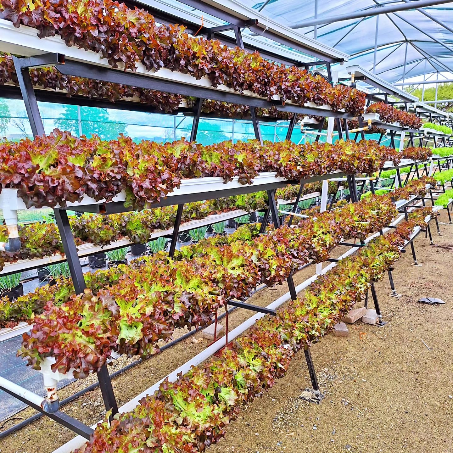 Hydroponics